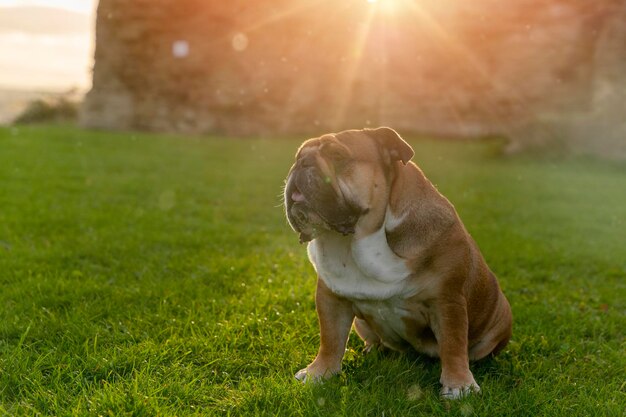 Roter englischer britischer Bulldoggenhund für einen Spaziergang, der an einem sonnigen Tag bei Sonnenuntergang im Gras sitzt