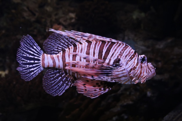 Roter Feuerfisch (Pterois volitans)