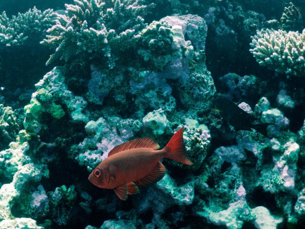 roter Fisch mit einem hellen Auge auf einem Korallenriffhintergrund