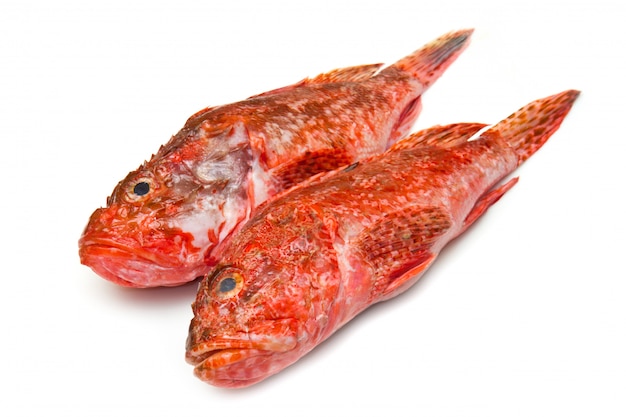 Roter Fisch