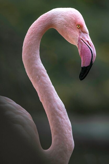 Roter Flamingo