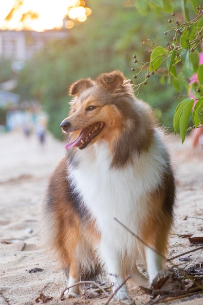 Foto roter, flauschiger shetland sheepdog