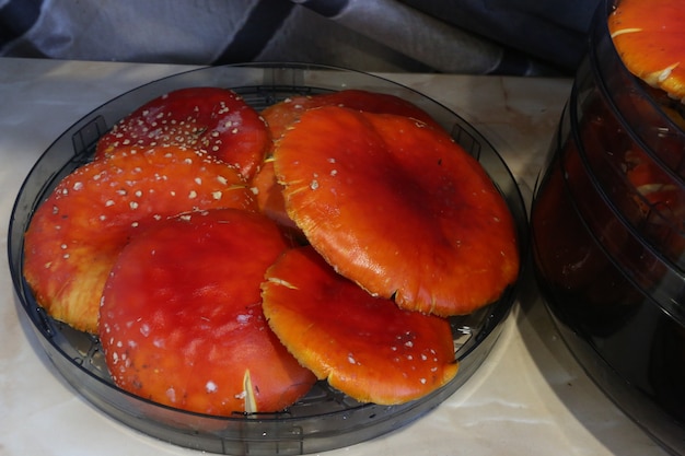 Foto roter fliegenpilz. amanita muscaria. öffnen sie die kappe eines reifen pilzes im trockner. zubereitung von getrockneten fliegenpilzen. halluzinogener pilz.