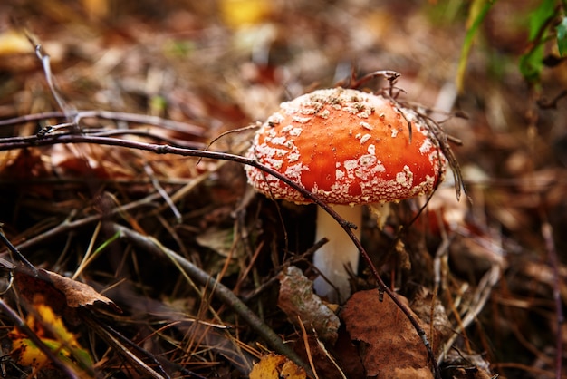 Roter Fliegenpilz im Herbstwald