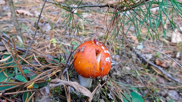 roter Fliegenpilz in der Waldgrasnahaufnahme