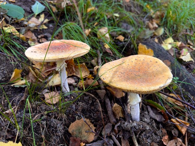 Roter Fliegenpilz ist ein gefährlicher, giftiger und für den Menschen nicht essbarer Pilz