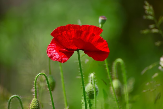 Roter Frühlingsmohn