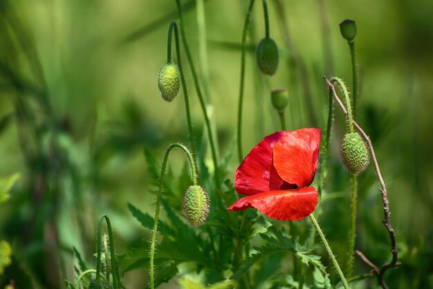 Roter Frühlingsmohn