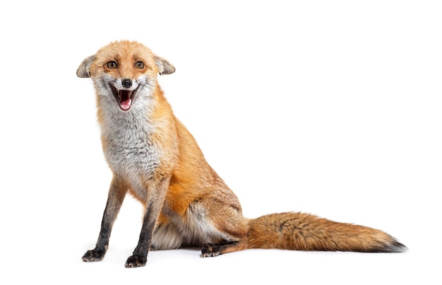 Roter Fuchs, der ein Gesicht macht, das zwei Jahre alt ist, isoliert auf weiß