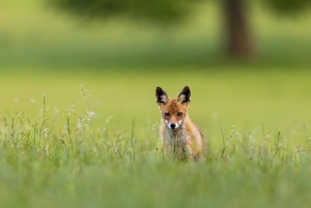 Roter Fuchs, der im Sommer im langen Gras mit Kopierraum spaziert