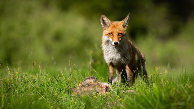 Roter Fuchs, der neben totem Rogen auf Wiese steht