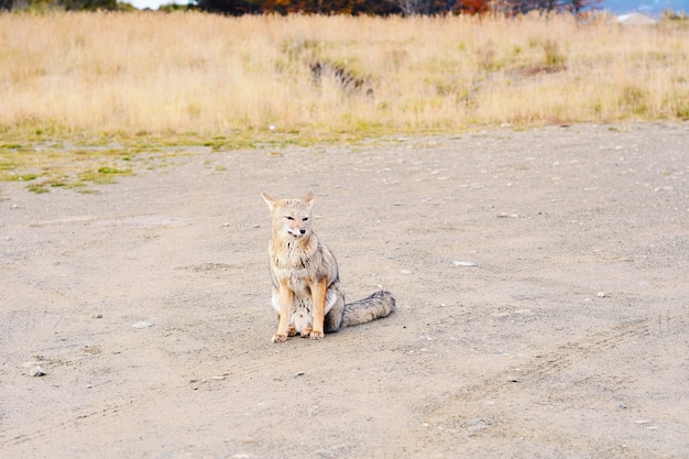 Roter Fuchs in seinem Lebensraum.