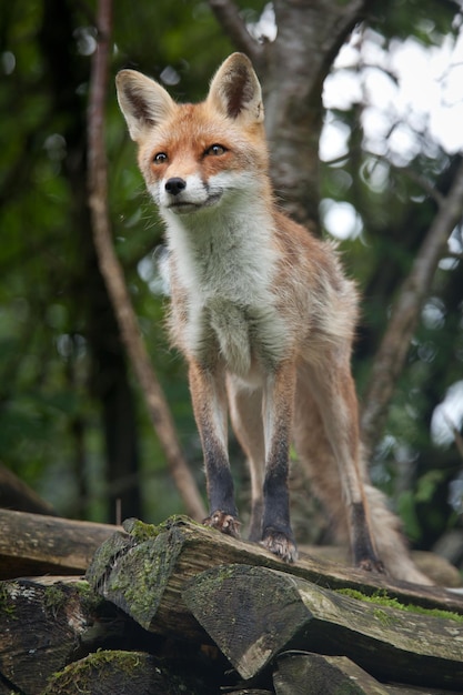 Roter Fuchs (Vulpes vulpes)