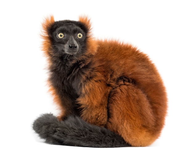 Roter gekräuselter Lemur sitzend, lokalisiert auf Weiß