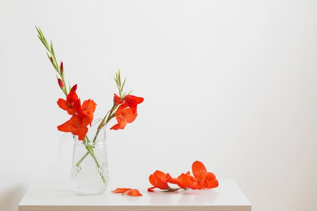 Roter Gladiolus im Glaskrug auf weißem Hintergrund