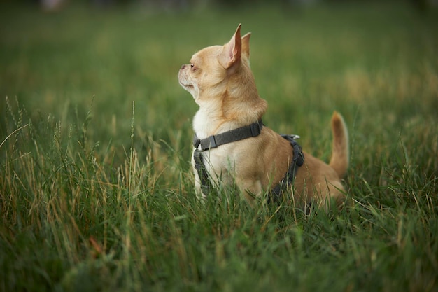 Roter, glatthaariger Hund der Chihuahua-Rasse geht und sitzt im Sommer auf dem grünen Gras.