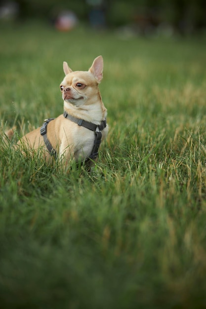 Roter, glatthaariger Hund der Chihuahua-Rasse geht und sitzt im Sommer auf dem grünen Gras.