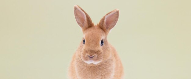 Roter Hase sitzt auf Hintergrund, isoliert