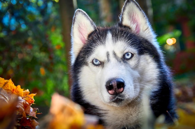 Roter heiserer Hund liegt auf dem Schnee