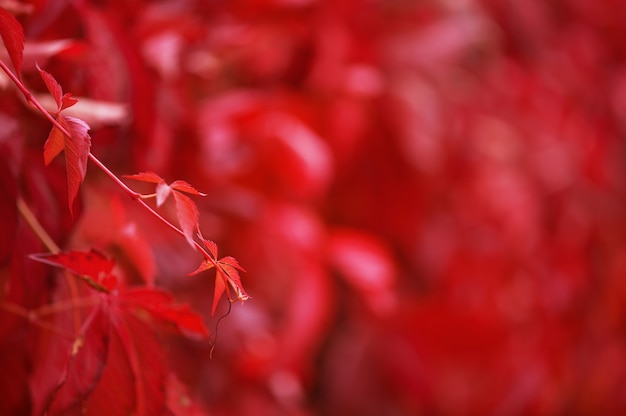 Roter Herbst Hintergrund