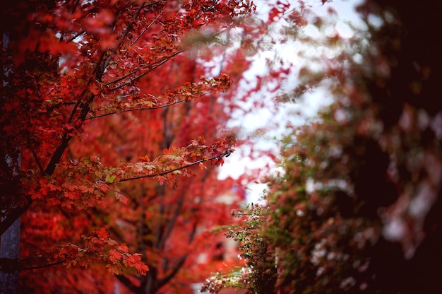 Roter Herbstlaub, japanischer Ahorn mit unscharfem Hintergrund