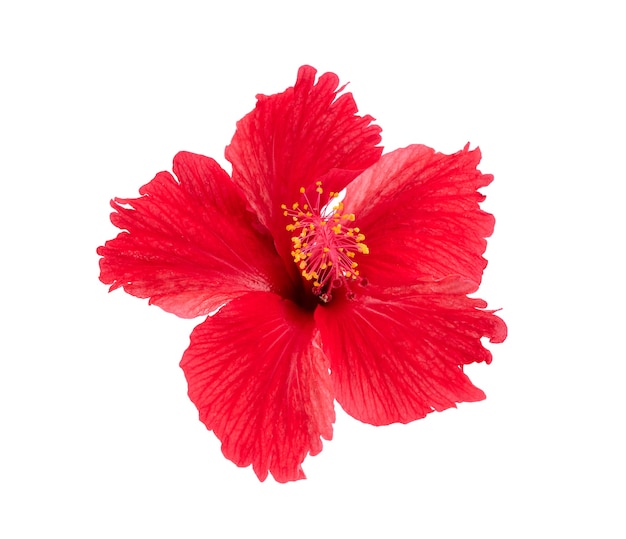 Roter Hibiskus isoliert auf weißem Hintergrund