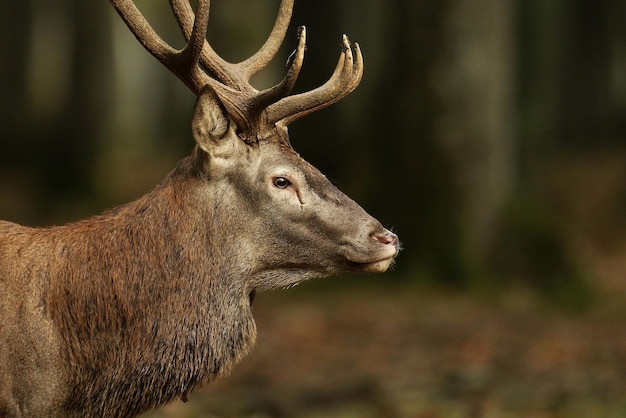 Roter Hirsche, der im Wald steht und wegblickt