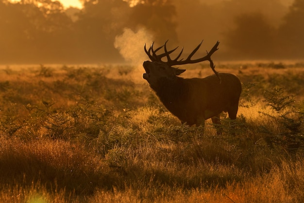 Roter Hirsche schreit auf dem Feld beim Sonnenuntergang