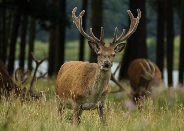 Roter Hirsche steht auf einem grasbewachsenen Feld