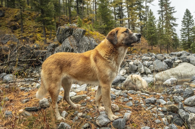 Roter Hund in einem Bergwald Freiheit und aktive Spaziergänge für ein Haustier