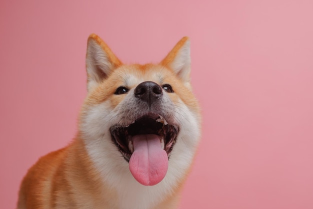 Roter hund japanischer akita inu auf einem rosa hintergrund nahaufnahme das konzept der liebe für hunde