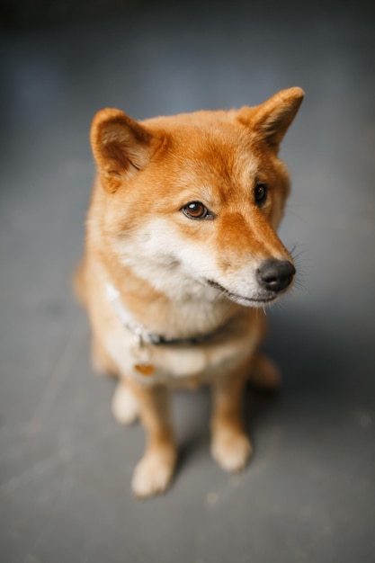 Roter Hund Nahaufnahme Shiba Inu schönes Tier