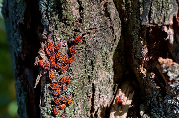 Roter Käfer mit schwarzen Punkten auf der Rinde eines Baumes