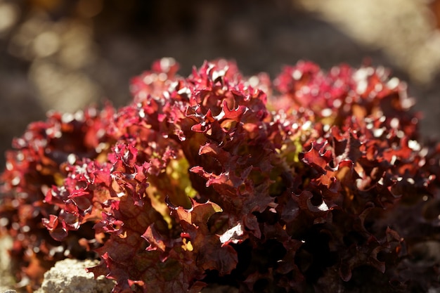 Roter kleiner Babykopfsalat