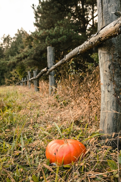 Roter Kürbis am grünen Feld-Kopierraum