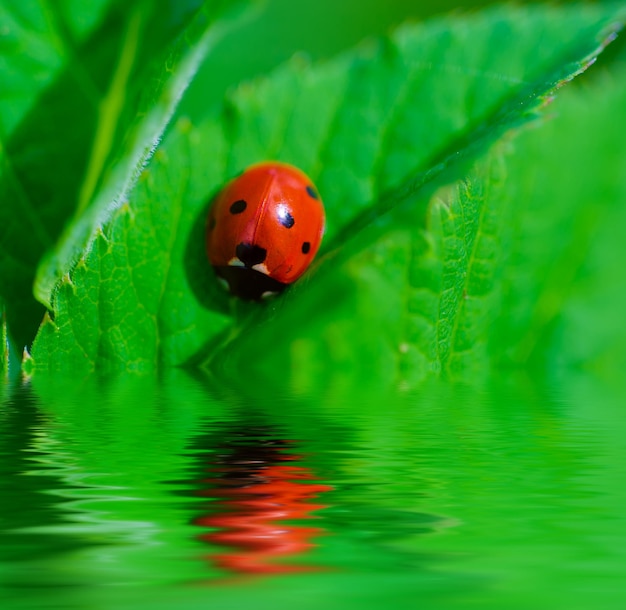 Roter Ladybag auf dem saisonalen Öko-Hintergrund des natürlichen Frühlings des grünen Blattes mit Wasserreflexion
