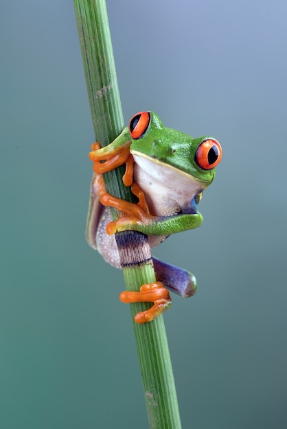 Roter Laubfrosch auf Bambusstab