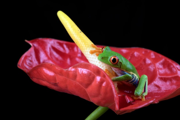 Roter Laubfrosch auf einer Blume