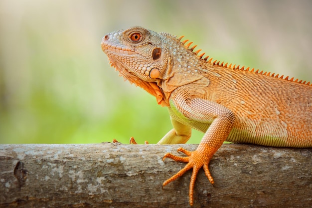 Roter Leguan auf Baum im tropischen Garten