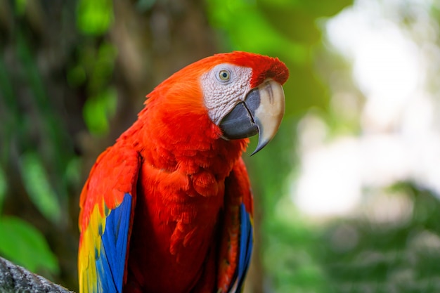 Roter Macaw-Papagei haftet auf Niederlassungen