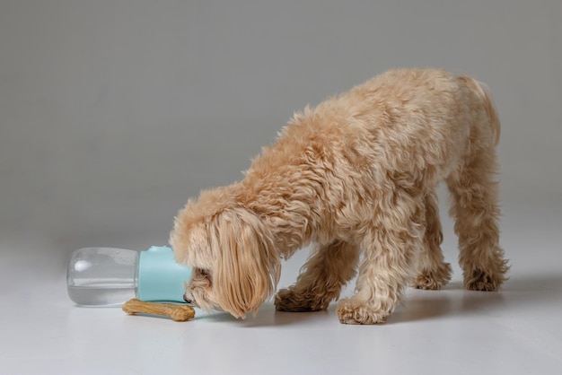 Roter Maltipoo trinkt Wasser aus einem Hundetrinknapf und kümmert sich um den Hund