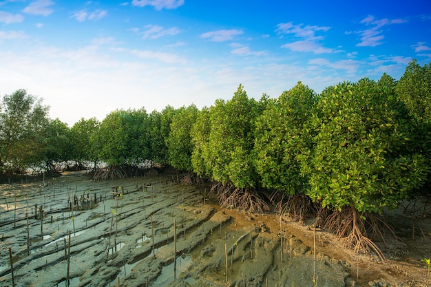 Roter Mangrovenwald und flache Gewässer in einer tropischen Insel Mangrovenwald Mangrovenbaumwurzel R