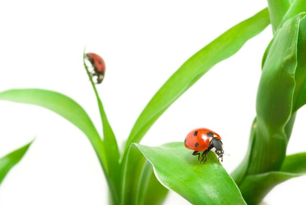 Roter Marienkäfer auf dem grünen Gras lokalisiert