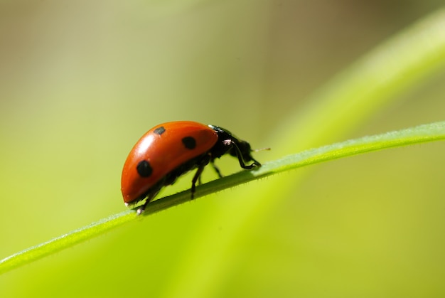 Roter Marienkäfer auf einem Blatt