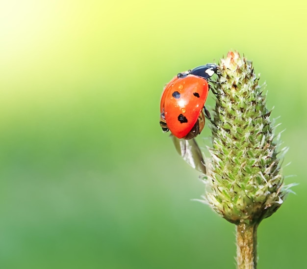 Roter Marienkäfer auf grünem, defokussiertem Hintergrund auf einer Pflanze im Makro mit Kopierraum