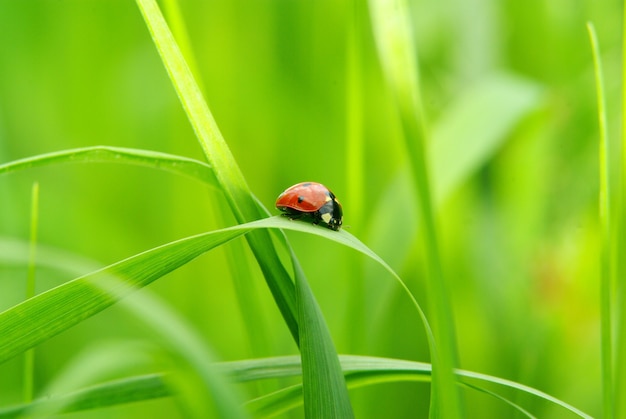 Roter Marienkäfer auf grünem Gras isoliert auf Grün