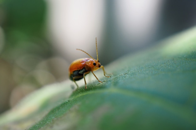 Roter Marienkäfer (Aulacophora indica) auf Blatt