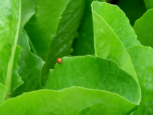Roter Marienkäfer, der am Rand des vibrierenden grünen Gemüseblattes im Biohof geht