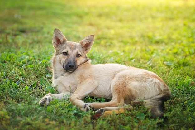 Foto roter mischhund liegt auf dem bauch auf dem gras und streckt seine vorderpfoten nach vorne.