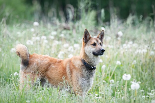 Roter Mischlingshund liegt auf dem Bauch auf dem Gras und streckt seine Vorderpfoten nach vorne Springx9